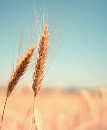 wheat OMGJORD